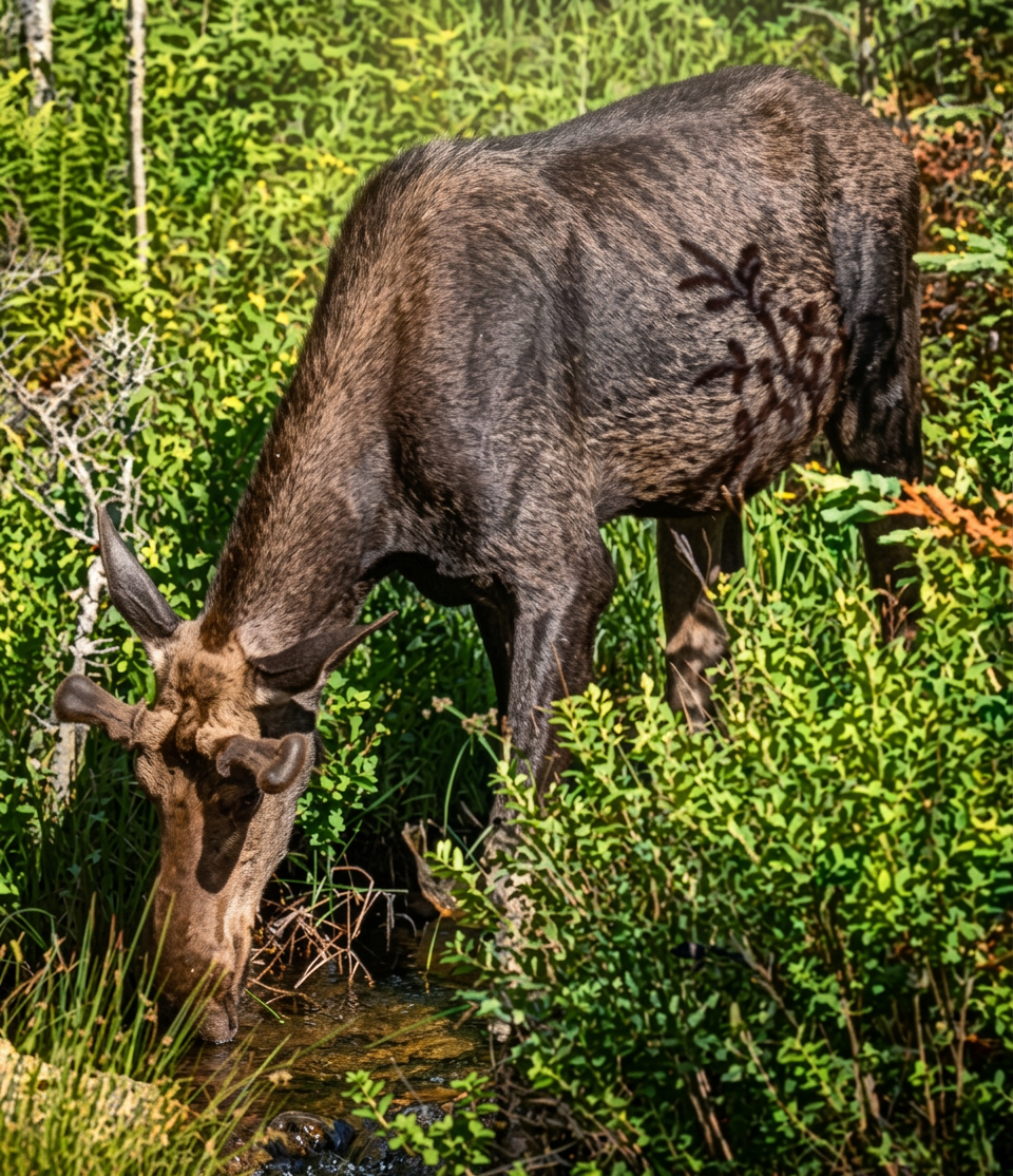 moose close
